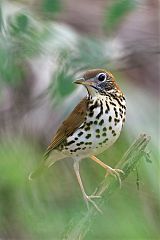 Wood Thrush